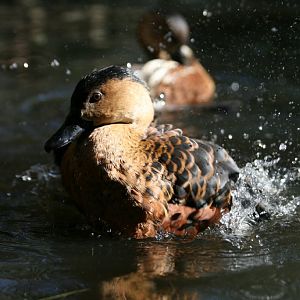 Wandering Whistle Duck