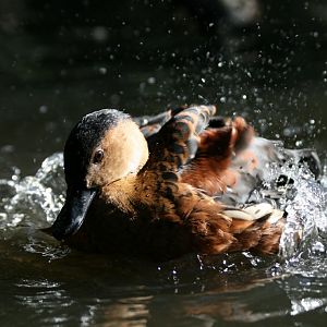 Wandering Whistle Duck