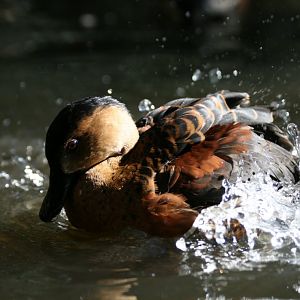 Wandering Whistle Duck