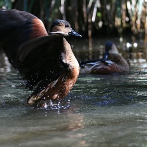 Wandering Whistle Duck