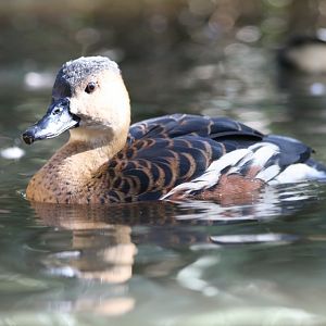 Wandering Whistle Duck