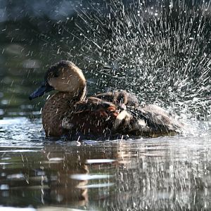 Wandering Whistle Duck