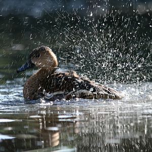 Wandering Whistle Duck