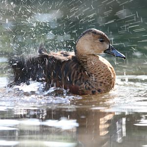 Wandering Whistle Duck