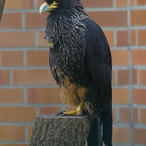 Striated Caracara