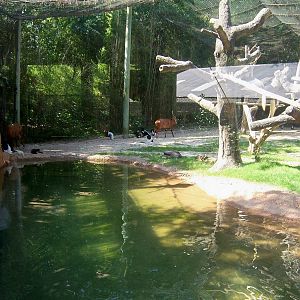 Bongo/Colobus/Duiker Exhibit