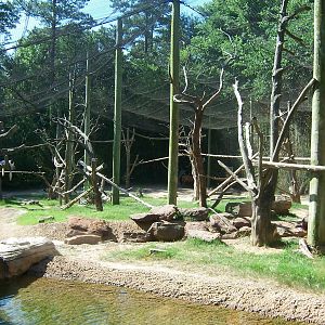 Bongo/Colobus/Duiker Exhibit