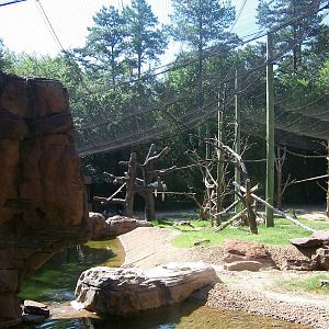 Bongo/Colobus/Duiker Exhibit