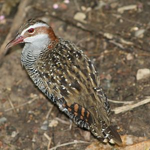 Buff Banded Rail