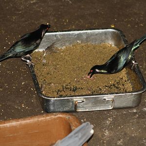 Metallic Starlings