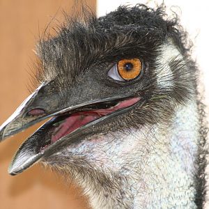 Emu