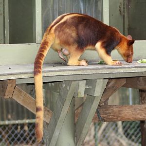 Goodfellows Tree Kangaroo