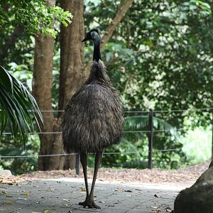 Emu
