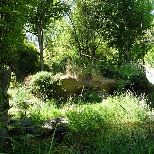 Red-Flanked Duiker Exhibit