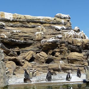 Humboldt Penguin Exhibit