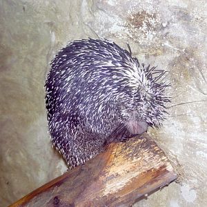 Prehensile-tailed Tree Porcupine at Amazon World 28/05/2005