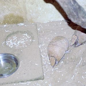 Southern Three-banded Armadillo at Amazon World 28/05/2005