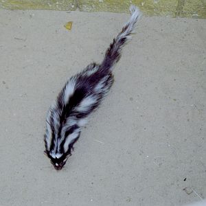 Zorilla at Amazon World 28/05/2005