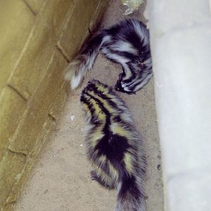 Zorillas at Amazon World 28/05/2005