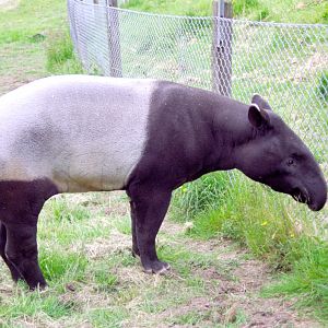 Malayan Tapir at Marwell 29/05/2005