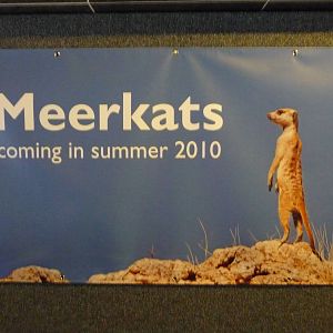 Meerkats - 2010