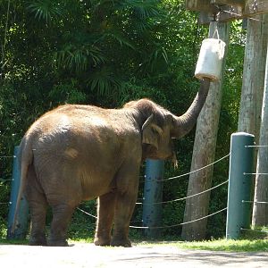Asian Elephant