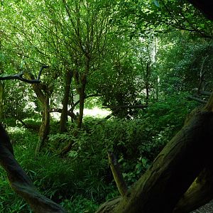 Lion-Tailed Macaque Exhibit