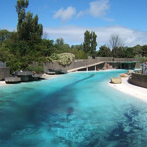 View of Californian Sealion enclosure