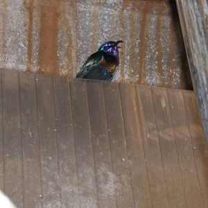 Splendid Sunbird(Nectarinia coccinigaster)