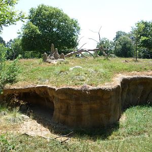 Patas Monkey Exhibit
