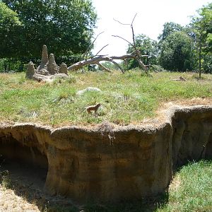 Patas Monkey Exhibit