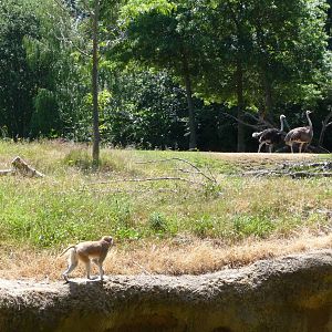 Patas Monkey Exhibit + Ostriches