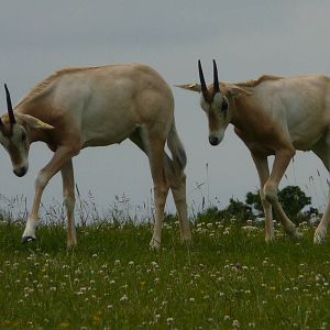 Baby Oryx