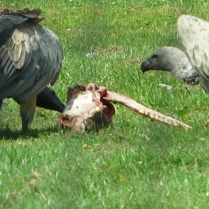 Vultures