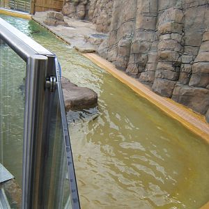 Sealion pool