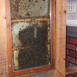 Honey Bee (Apis mellifera)