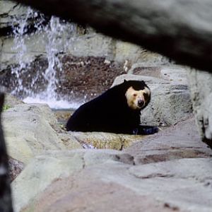 unusual spectacled bear