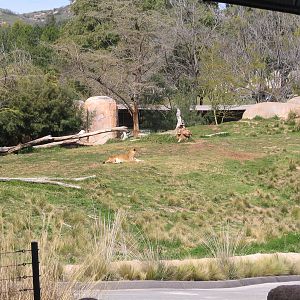 SDWAP - Lion Camp from Journey Africa Ride