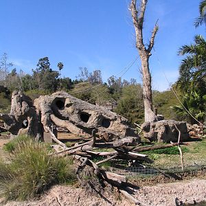SDWAP - Heart of Africa Colobus Monkey Exhibit