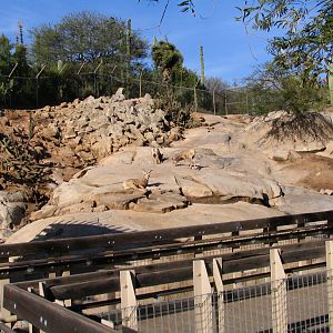 SDWAP - Desert Bighorn