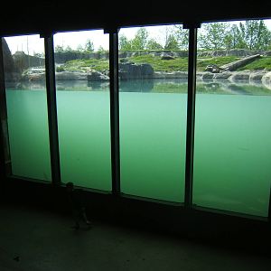 View of Polar Bear enclosure