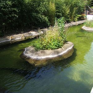 What used to be the outdoor Chinese Alligator enclosure