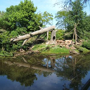Sulawesi Crested Macaque enclosure