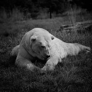 Polar Bear