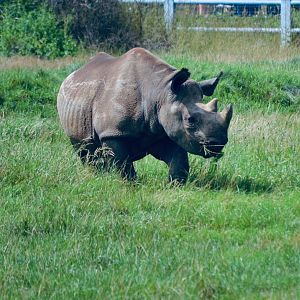 Eastern Black Rhino