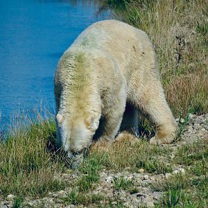 Polar Bear