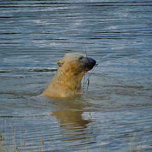 Polar Bear