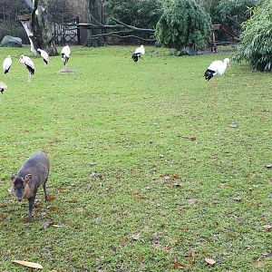 Wading-bird - Muntjac enclosure
