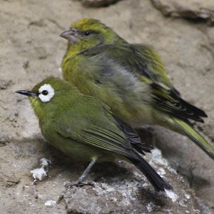 Mountain white-eye and Cape canary