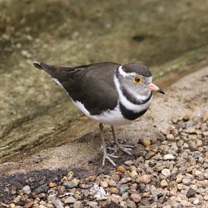 Three-banded plover